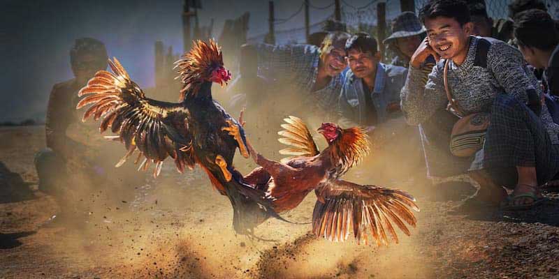 Các loại gà đá trong trực tiếp đá gà thomo